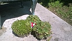2016-08-06 13.33.27