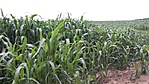 GCzolt_20160813140214.jpg