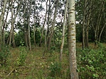 IMG_7051