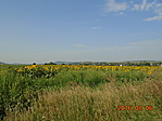 DSC02351