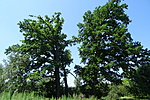 DSC03456