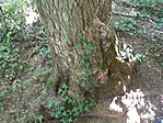 GCSMSK-P1220546