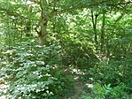 GCSMSK-P1220548