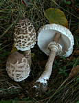 Őzlábgomba[1]