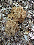 DSCF9150
