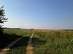 A távolban levő bokor az új rejtés helye