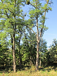 IMG_5071