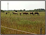 Legelészők