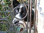 Burkus