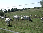 szürkemarhák