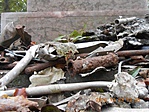 Gánt 006