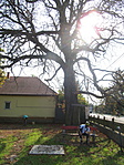 IMG_5531