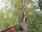 IMG_8437