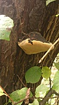 parázstapló (Phellinus igniarius)
