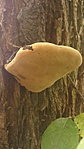 parázstapló (Phellinus igniarius)