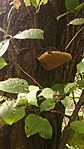 parázstapló (Phellinus igniarius)
