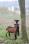 IMG_4997
