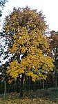 2016-10-30 06.28.38