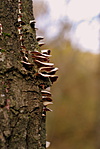 IMGP6735