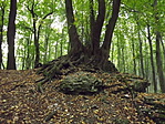 Hódos-éri Likas-kő 008