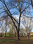 IMG_6519