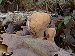 Mozsárütő gomba