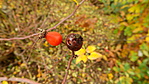 DSCN0465kicsi