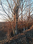 GCIzgi_20161229_153900