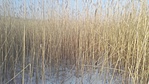 IMG_20170110_143547