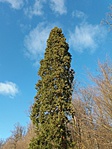 a csúcsa