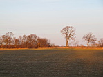 IMG_8599
