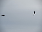 IMG_8625