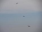 IMG_8626