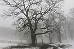 IMG_1385