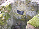 vörös fenyő 002