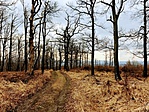 IMG_4137