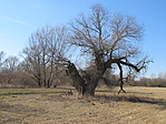 IMG_8669