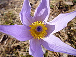 Leánykökörcsin (Pulsatilla grandis)