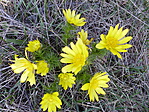 Tavaszi hérics (Adonis vernalis)
