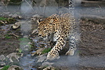 perzsa leopárd
