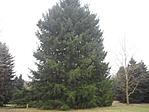 ARBORETUM8