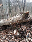 A kidőlt fa, alatta a korhadt tuskóval