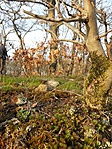 Őszies csendélet