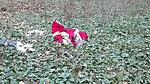 IMG_20170319_165929