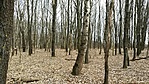 GCXVII_20170321131631.jpg