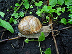 Csigabiga
