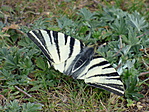 P1040352