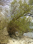 IMG_20170330_115708_773