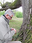 Péterhidai tölgyóriásnál logol Péter GCRINY-2
