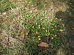 DSCF0347